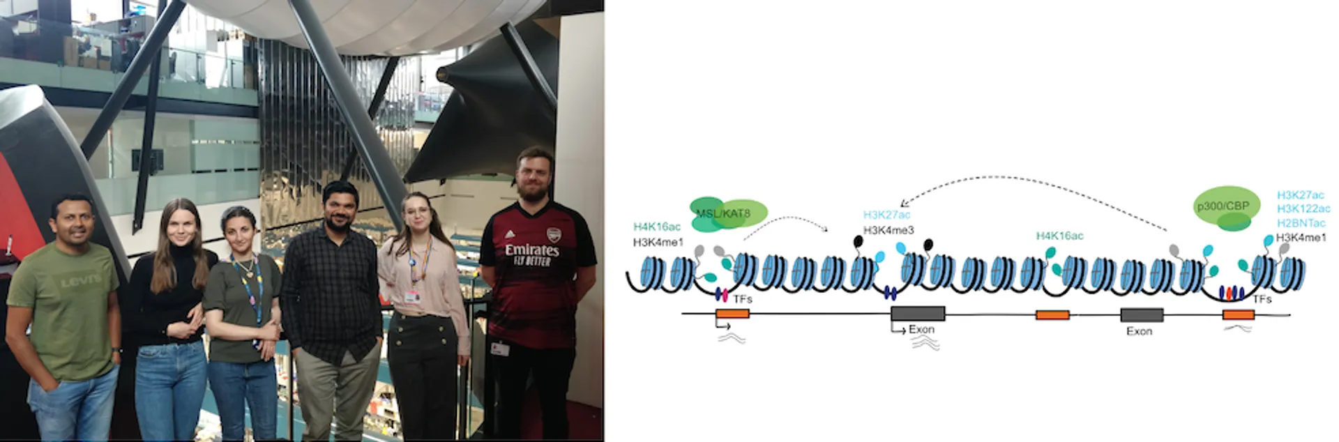 Photo of members of the Madapura lab next to a schematic of histone acetylation mechanisms