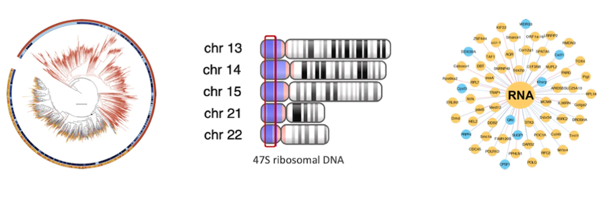 A phylogenetic tree, and schematics of rDNA locations and RNA-protein interactions