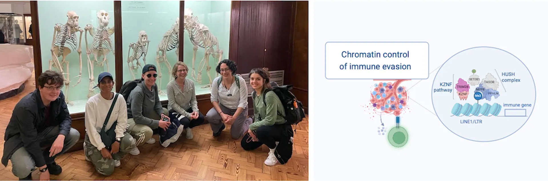 Photo of members of the Rowe lab next to an schematic depicting chromatin control of immune evasion