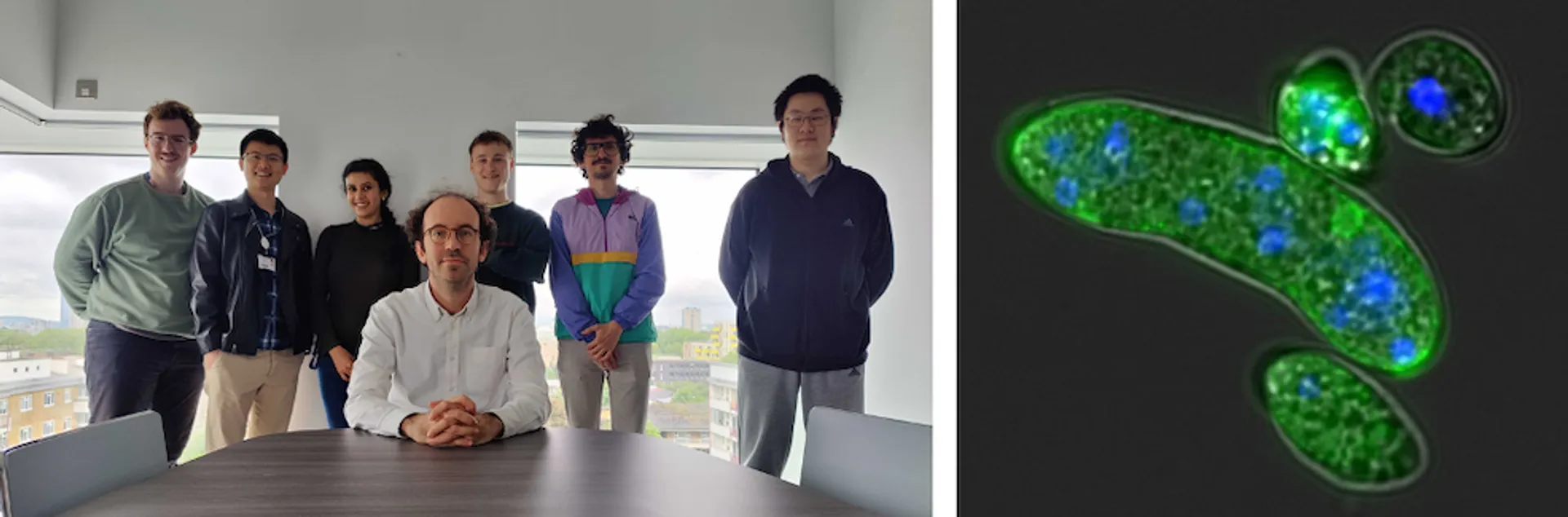 Photo of members of the de Mendoza lab next to an image of an Amoebidium