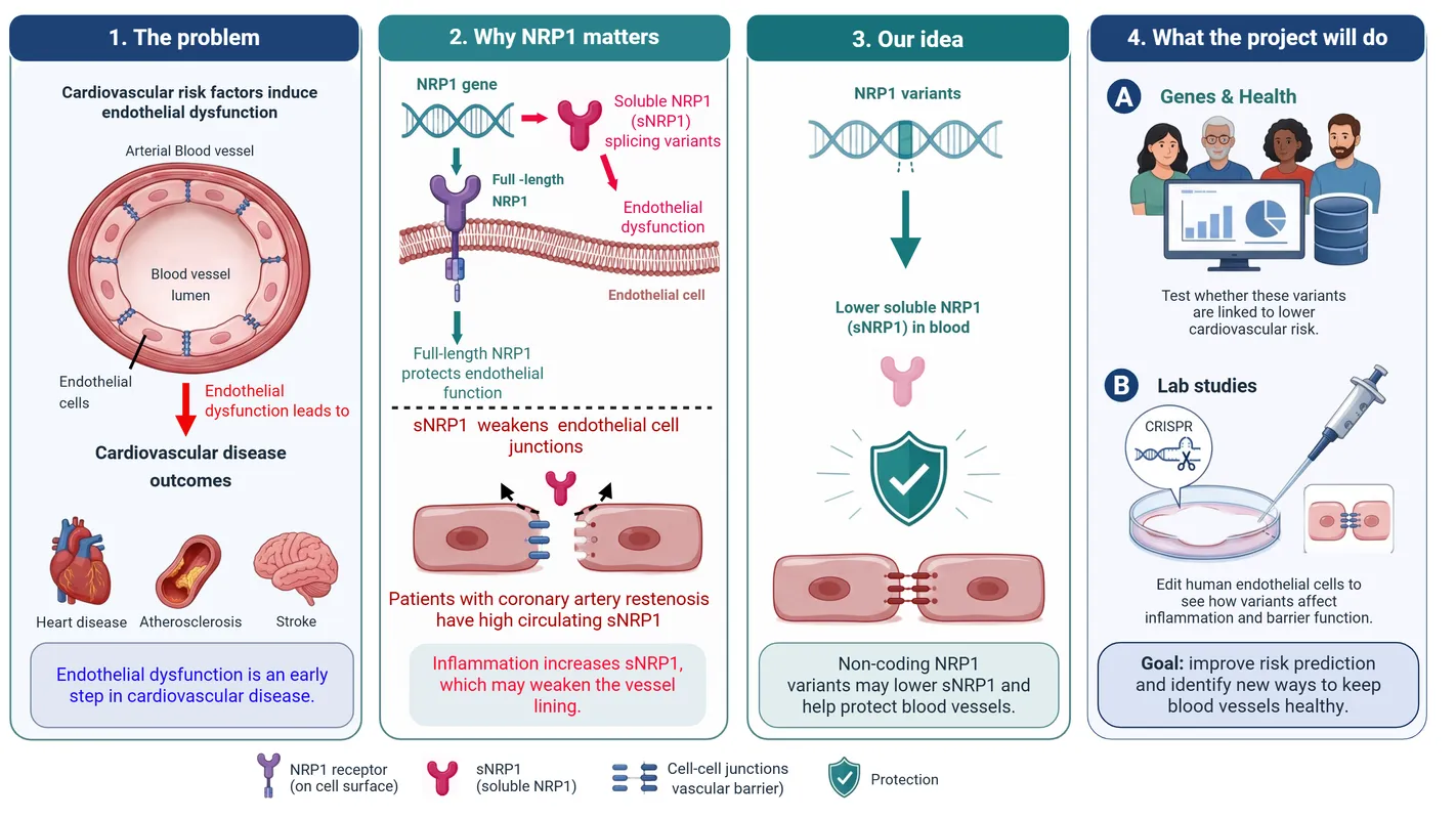 Image of: Non-coding NRP1 variants: suppressing soluble NRP1 to support vascular health?