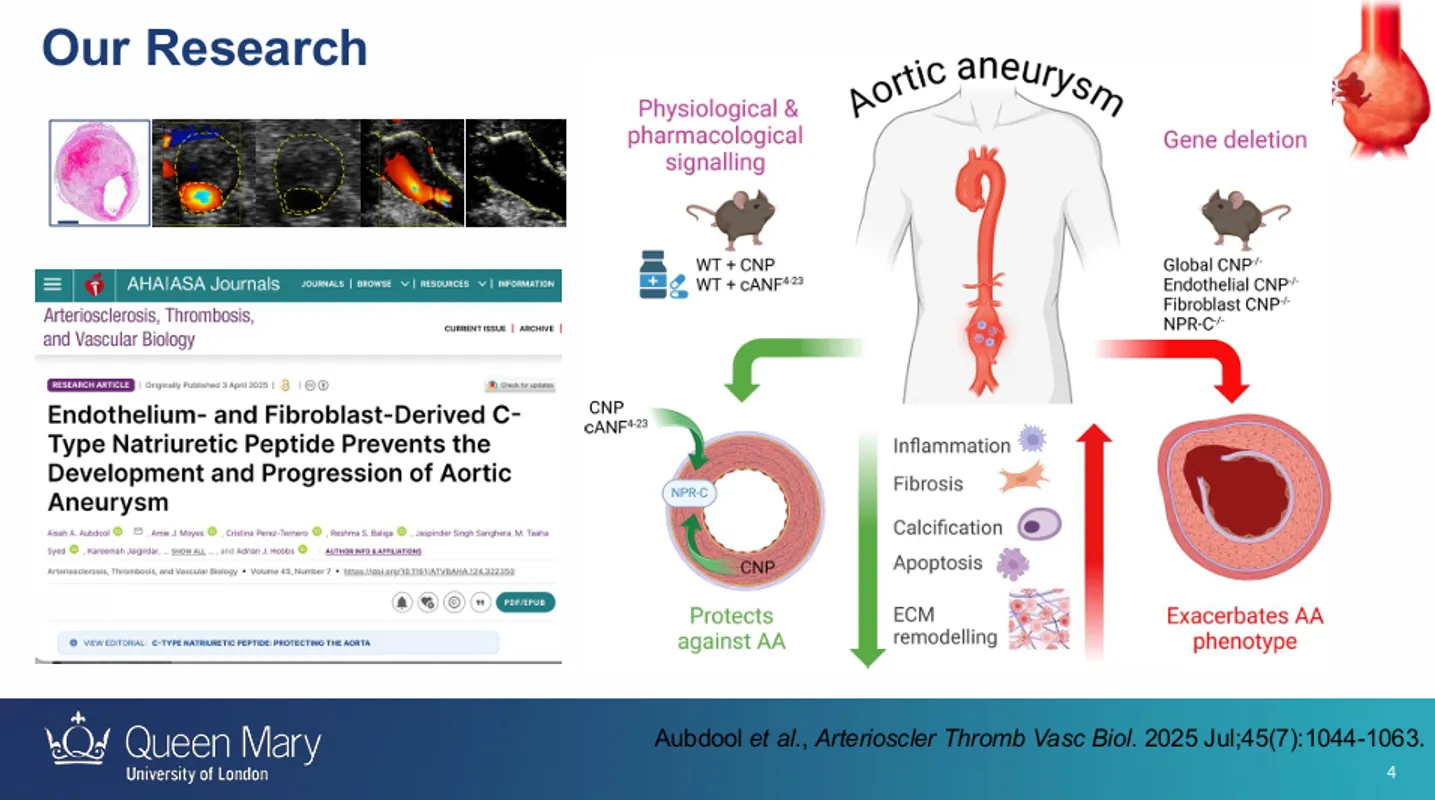 Image of: Investigating the role of natriuretic peptides and neutral endopeptidase in abdominal aortic aneurysm: a novel pharmacological approach for therapy