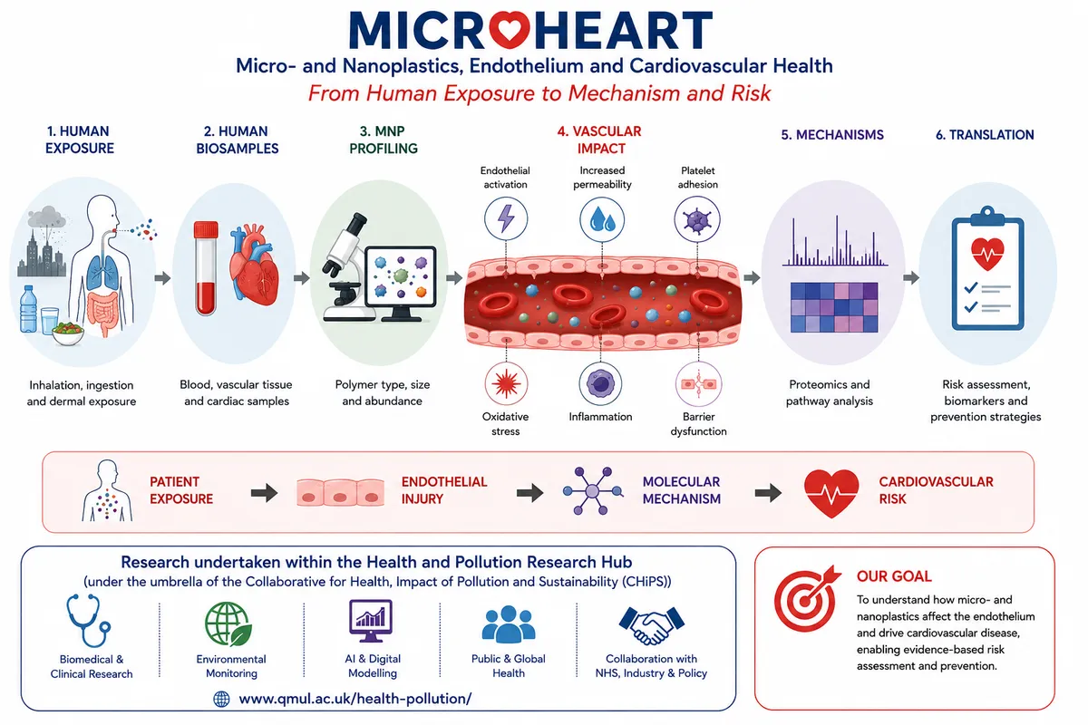 Image of: MICROHEART: Linking Microplastic Exposure to Endothelial Dysfunction and Cardiovascular Disease