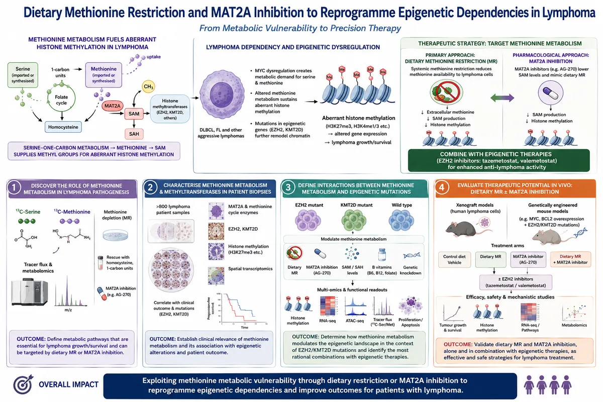 Image of: How changing what you eat can fight cancer: focusing on dietary methionine restriction and/or MAT2A inhibition for the treatment of lymphoma