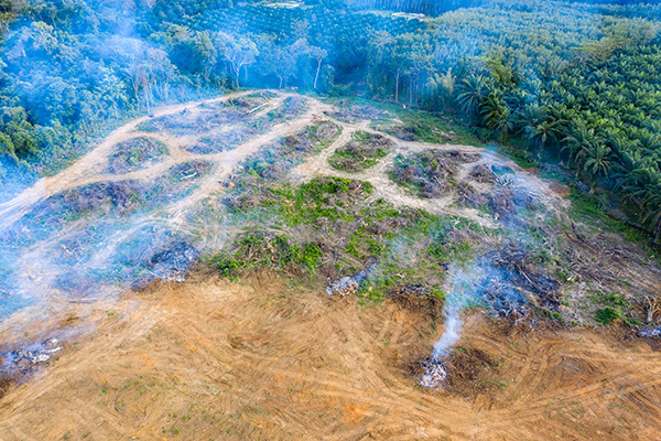 Ecocide