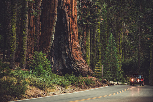 Nature